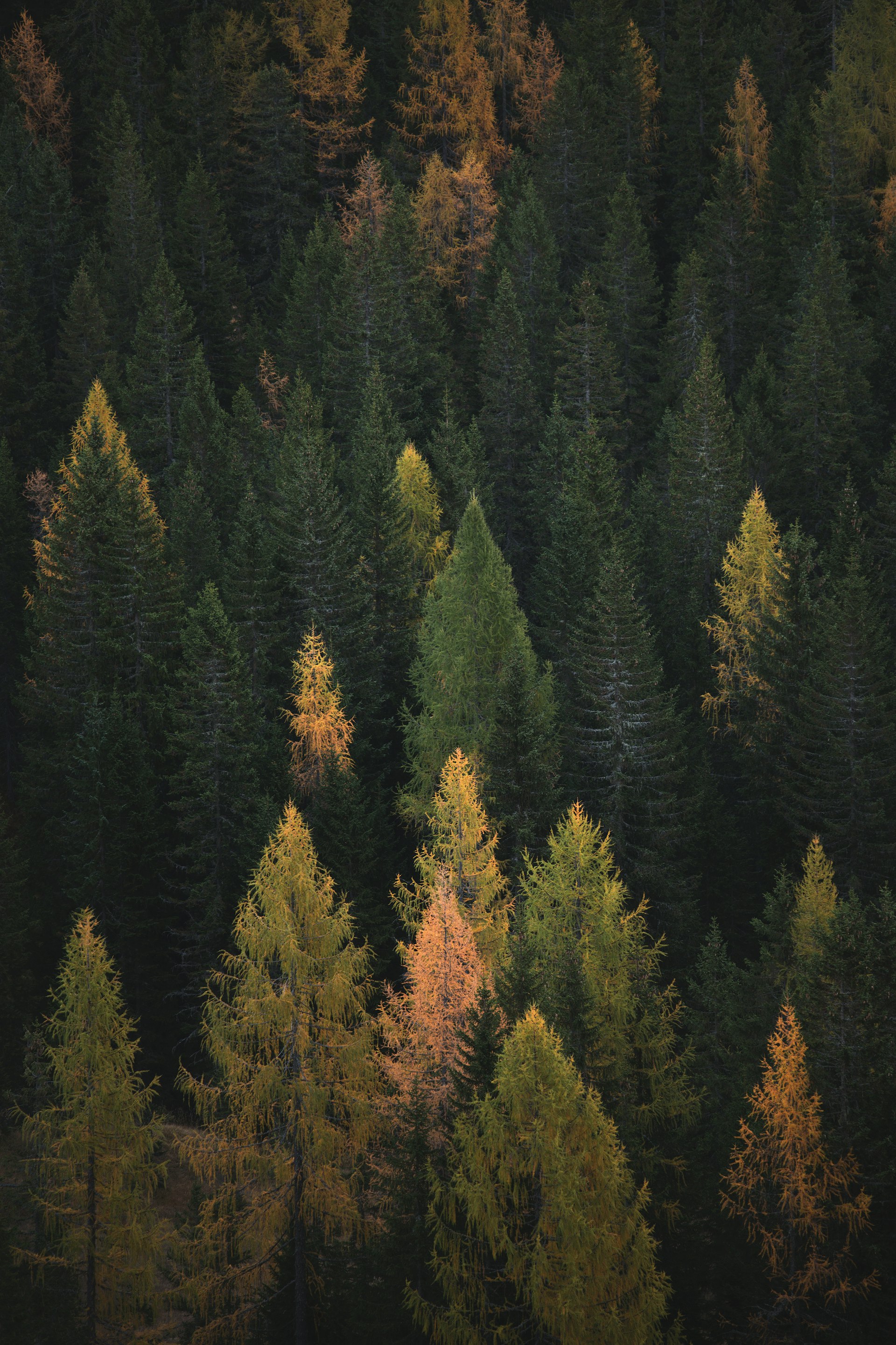 Canadian boreal landscape
